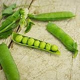 Little Marvel Shelling Pea - 50 Seeds - Heirloom & Open-Pollinated Variety, Easy-to-Grow & Cold-Tolerant, Non-GMO Vegetable Seeds for Planting Outdoors in The Home Garden, Thresh Seed Company Photo, best price $7.99 new 2024
