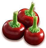 Hot Chili Pfeffer Cherry Rot - Pepper - 20 Samen Foto, bester Preis 1,60 € neu 2024