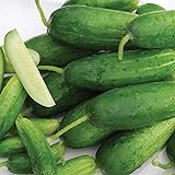 Organic-Double Yield Cucumber Seeds (40 Seed Pack) Photo, best price $5.19 new 2024