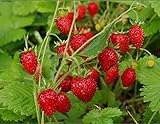 NIKA SEEDS - Fruit Alpine Giant Strawberry Regina Red - 100 Seeds Photo, best price $8.95 ($0.09 / Count) new 2024