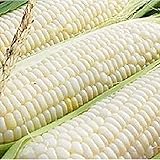 Silver Queen Corn- 50+ Seeds- Ohio Heirloom Seeds Photo, best price $4.99 new 2024