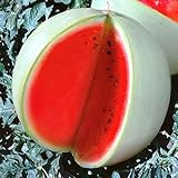 Seeds4planting - Seeds Watermelon Snow White Giant Heirloom Fruits Non GMO Photo, best price $6.94 new 2024
