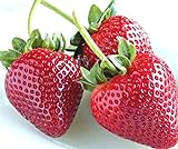 zellajake Fresh Delicious Strawberries 400+ Seeds (Fragaria x ananassa) Photo, best price $7.99 new 2024