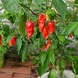 Ghost Pepper Seeds for Planting, Bhut Jolokia, 25 Seeds, by TKE Farms & Gardens, Instructions Included Photo, best price $3.99 ($0.16 / Count) new 2024