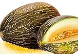 50 Piel de Sapo Melon Seeds | Non-GMO | Heirloom | Fresh Garden Seeds Photo, best price $6.95 new 2024