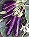 Photo Eggplant , Long Purple Eggplant Seeds, Heirloom, Non GMO, 25 Seeds, Garden Seed, Long Purple, Heirloom, Non GMO, 25+Seeds, Garden Seed