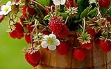 KIRA SEEDS - Alpine Strawberry Regina - Everbearing Fruits for Planting - GMO Free Photo, best price $6.96 ($0.07 / Count) new 2024