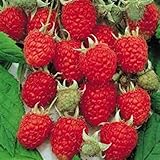 Jumbo Red Raspberry Bush Seeds! SWEET! COMBINED S/H! See Our Store! Photo, best price $9.69 new 2024