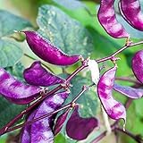 Outsidepride Purple Hyacinth Bean Red Leaved Plant Vine Seed - 100 Seeds Photo, best price $6.49 ($0.06 / Count) new 2024