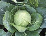 1,000+ Cabbage Seeds- Copenhagen Market by Ohio Heirloom Seeds Photo, best price $4.19 new 2024