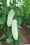 MOCCUROD 15pcs White Pearl Bitter Melon Seeds Rare Vegetable Bitter Gourd Calabash Photo, best price $7.99 ($0.53 / Count) new 2024