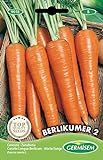 Germisem Berlikumer 2 Semillas de Zanahoria 10 g (EC9018) Foto, mejor precio 2,21 € nuevo 2024
