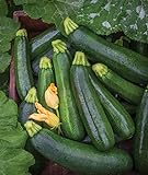 Burpee Best Zucchini Summer Squash Seeds 20 seeds Photo, best price $7.82 new 2024