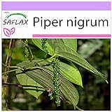 SAFLAX - Poivrier commun - 20 graines - Piper nigrum Photo, meilleur prix 3,75 € (0,19 € / unité) nouveau 2024