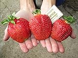 CEMEHA SEEDS - Giant Strawberry Fresca Everbearing Berries Indoor Non GMO Fruits for Planting Photo, best price $11.95 ($0.60 / Count) new 2024