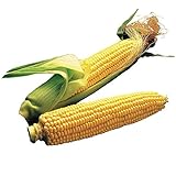 Burpee Illini Xtra Sweet Hybrid (Sh2) Sweet Corn Seeds 800 seeds Photo, best price $14.98 new 2024