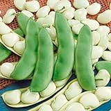 Seed Needs, Henderson Lima Bush Bean (Phaseolus vulgaris) Bulk Package of 150 Seeds Non-GMO Photo, best price $7.49 new 2024