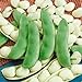 Photo Seed Needs, Henderson Lima Bush Bean (Phaseolus vulgaris) Bulk Package of 150 Seeds Non-GMO