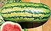 Photo 25 Garrisonian Watermelon Seeds | Non-GMO | Heirloom | Instant Latch Fresh Garden Seeds