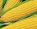 Photo 25 Truckers Favorate Corn Seeds | Heirloom | Instant Latch Garden Seeds