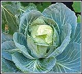 50+ Cabbage- Copenhagen Market Seeds, Heirloom, Non GMO Seed Tasty Healthy Veggie Photo, best price $2.29 ($0.05 / Count) new 2024