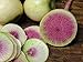 Photo 250+ Radish Seeds- Watermelon- Heirloom Variety by Ohio Heirloom Seeds