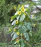 15 Seeds (BTL) King Kong Sunflower Photo, best price $20.00 new 2024