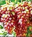 Foto de semillas de uva verde al por mayor de dulces y deliciosas uvas Villa fruta fructificación bonsai 100 semillas / Pack 6