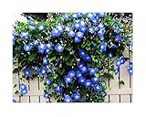 250 Heavenly Blue Morning Blooming Vine Seeds - Wonderful Climbing Heirloom Vine - Morning Glory Non GMO and Neonicotinoid Seed. Marde Ross & Company Photo, best price $12.99 ($0.05 / Count) new 2024