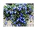 Photo 250 Heavenly Blue Morning Blooming Vine Seeds - Wonderful Climbing Heirloom Vine - Morning Glory Non GMO and Neonicotinoid Seed. Marde Ross & Company
