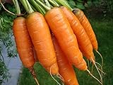 1,000+ Carrot Seeds- Scarlet Nantes Heirloom Variety Photo, best price $3.49 new 2024