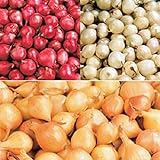 Red,Yellow,White or Mix Onion Sets (40 bulbs) Garden Vegetable(Red) Photo, best price $5.35 new 2024