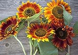 Sweet Yards Seed Co. Autumn Beauty Sunflower Seeds – Extra Large Packet – Over 1,400 Open Pollinated Non-GMO Wildflower Seeds – Helianthus annus – Beautiful Shades of Gold, Bronze, Yellow, and Purple Photo, best price $7.97 new 2024