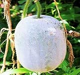 MOCCUROD 25Pcs Wax Gourd Seeds Hair Skin Gourd Seeds Fuzzy Melon Vegetable Seeds Photo, best price $7.99 ($0.32 / Count) new 2024