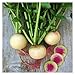 Photo Watermelon Radish Seeds | Heirloom & Non-GMO Vegetable Seeds | Radish Seeds for Planting Home Outdoor Gardens | Planting Instructions Included with Each Packet