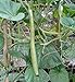 Foto Portal Cool 60 Samen der Lange sizilianische Zucchini
