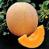 Park Seed Hale's Best Organic Melon Seeds Delicious Cantaloupe Certified Organic Thick Flesh, Sweet Juicy Flavor, Pack of 20 Seeds Photo, best price $7.95 ($0.40 / Count) new 2024