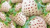 White Strawberry Seeds - 200+ Seeds - White Pineberry Seeds - Made in USA, Ships from Iowa. Photo, best price $7.98 ($0.04 / Count) new 2024