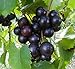 Photo 15 Seeds of Purple Black Muscadine Grape