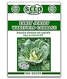 Early Jersey Wakefield Cabbage Seeds -500 Seeds Non-GMO Photo, best price $1.59 new 2024