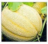 50 Hales Best Jumbo Cantaloupe | Non-GMO | Fresh Garden Seeds Photo, best price $6.95 new 2024
