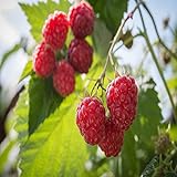 Killarney Raspberry - 1 Red Raspberry Plant - Everbearing - Organic Grown - Photo, best price $19.95 new 2024