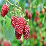 6 barerot plant Joan J Thornless Everbearing Red Raspberry -Huge 2 Yr.- High Yield, Great Flavor Photo, best price $57.95 new 2024