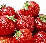 100 Pcs Strawberry Seeds - Strawberry Seeds for Planting Outdoor - Non GMO - High Germination - High Yield - Sweet and Melt in The Mouth - Heirloom Fruit Seed Photo, best price $10.86 ($0.11 / Count) new 2024