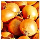 250 Utah Yellow Sweet Spanish Onion Seeds | Non-GMO | Fresh Garden Seeds | Instant Latch Photo, best price $6.95 new 2024