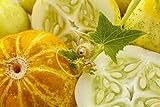 12 Graines de Concombre Citron - légumes ancien potager - méthode BIO Photo, meilleur prix 4,24 € (4,24 € / count) nouveau 2024