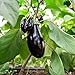 Foto Berenjena, semillas de berenjena - Solanum melongena