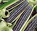 Photo David's Garden Seeds Corn Dent Blue Hopi 3448 (Blue) 50 Non-GMO, Heirloom Seeds