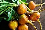 Remolacha naranja 500 piezas semillas de remolacha azúcar semillas de verduras no GMO para la plantación de jardín en casa fácil de cuidar principiantes adecuados Foto, mejor precio 4,99 € nuevo 2024