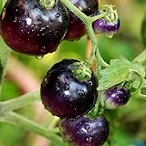 Tomato Schwarze ''Black Pirat'' 25 x Samen aus Portugal 100% Natursamen ohne chemische Anzuchthilfen oder Gentechnik Foto, bester Preis 2,99 € (299,00 € / kg) neu 2024